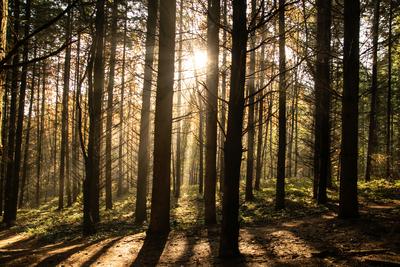 fenyvesben-stock-foto