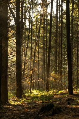fenyvesben-stock-foto