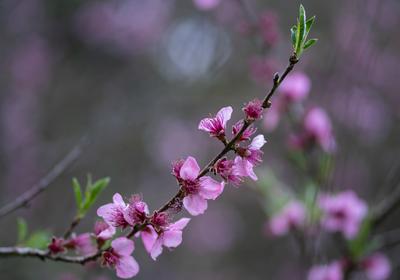 tavaszi virágzás-stock-foto