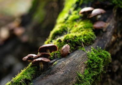 Gombák a fatörzsön-stock-foto