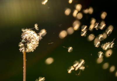 pitypang a szélben-stock-foto