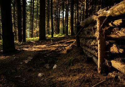 fenyvesben-stock-foto