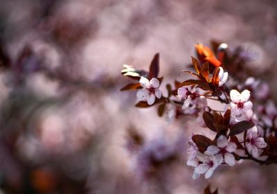 tavaszi virágzás-stock-foto
