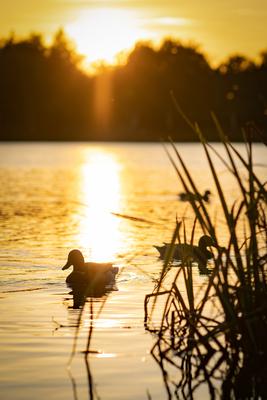 Kacsák a naplementében-stock-foto