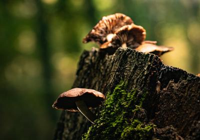 Gombák a fatörzsön-stock-foto