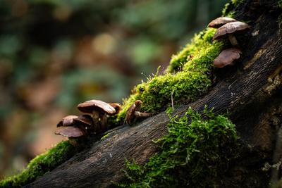 Gombák a fatörzsön-stock-foto