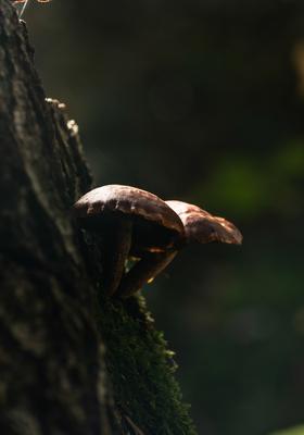 Gombák a fatörzsön-stock-foto