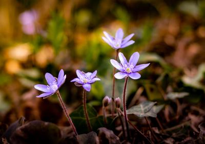 Purple flowers from the garden-stock-foto