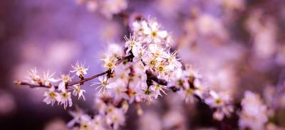 Tree in bloosom in the Garden-stock-foto