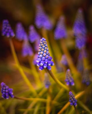 Beautiful purple flowers from the garden-stock-photo