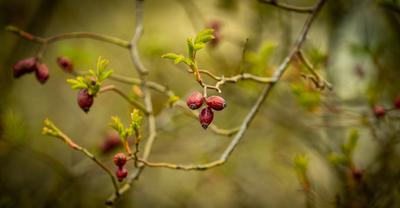 rosehips bush in the garden-stock-foto