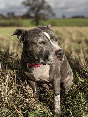 dogs-stock-foto