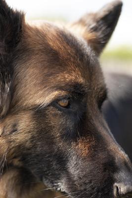 Dog portrait-stock-photo