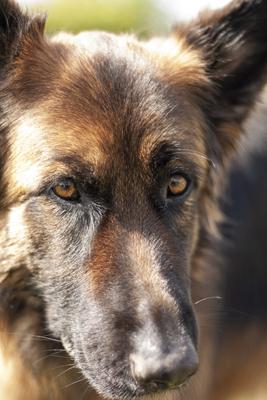 Dog portrait-stock-photo