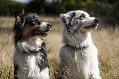 Dog portrait-stock-photo