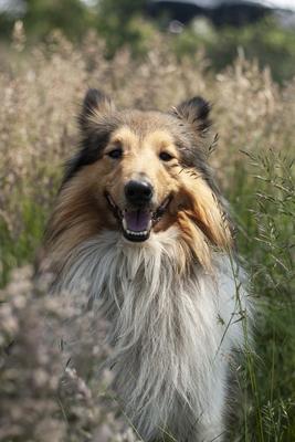 Dog portrait-stock-photo