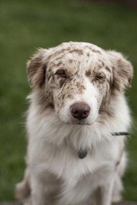 Dog portrait-stock-photo