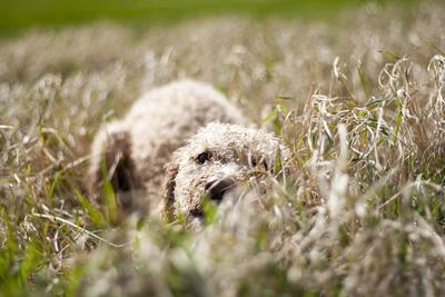 Dog portrait-stock-foto