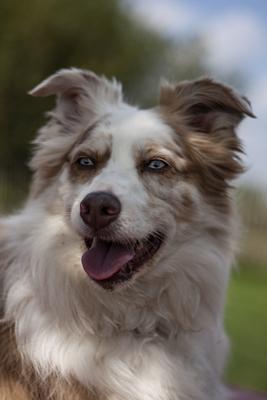 Dog portrait-stock-photo