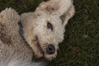 Dog portrait-stock-foto
