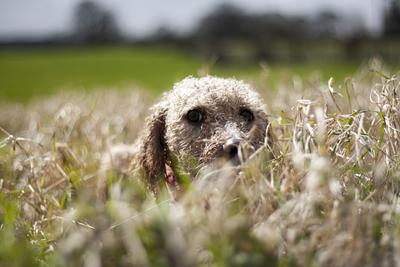Dog portrait-stock-foto