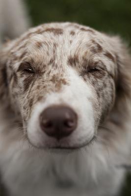 Dog portrait-stock-photo