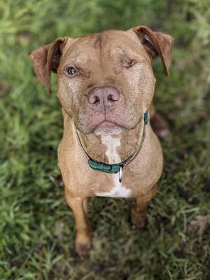 dogs-stock-foto