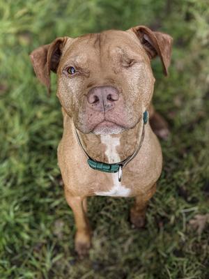 dogs-stock-photo