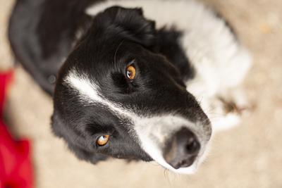 Dog portrait-stock-photo