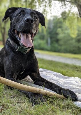 dogs-stock-foto