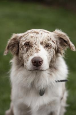 Dog portrait-stock-photo