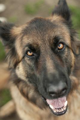 Dog portrait-stock-photo