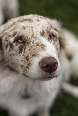 Dog portrait-stock-photo