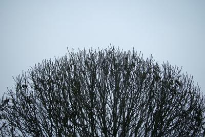 Tree branches and blue sky in background.-stock-foto