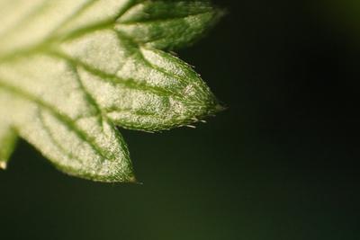 Green leaf in macro-stock-foto