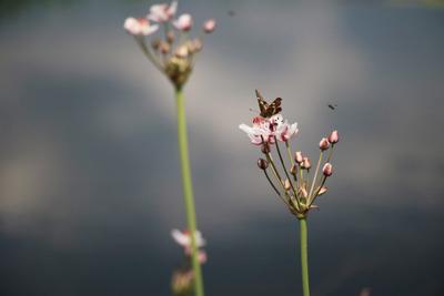 Butterfly on white and pink flowers.-stock-photo