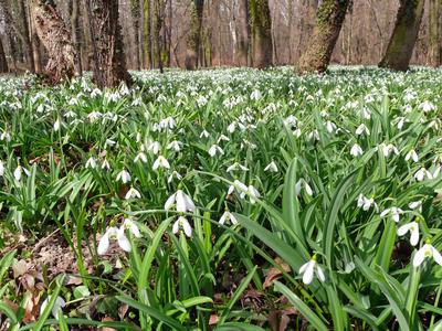 Hóvirágmező (Galanthus nivalis) tavasszal az Alcsúti Arborétumban.-stock-foto