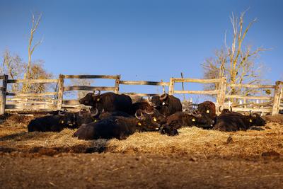 Pihenő bivalyok-stock-foto