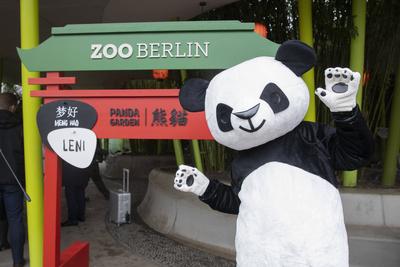 Panda-Zwillinge, Taufpatenschaft im Zoologischen Garten, Berlin, 06.12.2024-stock-photo