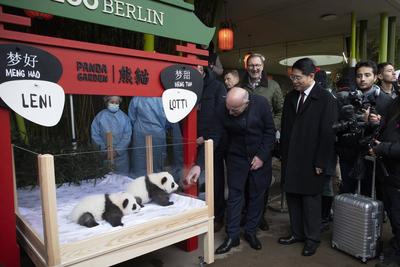 Panda-Zwillinge, Taufpatenschaft im Zoologischen Garten, Berlin, 06.12.2024-stock-photo