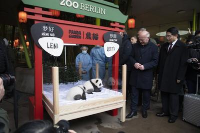 Panda-Zwillinge, Taufpatenschaft im Zoologischen Garten, Berlin, 06.12.2024-stock-photo