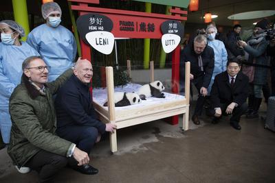 Panda-Zwillinge, Taufpatenschaft im Zoologischen Garten, Berlin, 06.12.2024-stock-photo