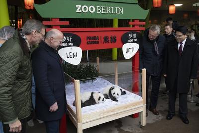 Panda-Zwillinge, Taufpatenschaft im Zoologischen Garten, Berlin, 06.12.2024-stock-foto