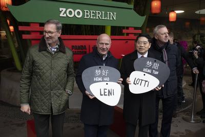 Panda-Zwillinge, Taufpatenschaft im Zoologischen Garten, Berlin, 06.12.2024-stock-foto