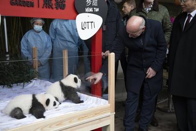Panda-Zwillinge, Taufpatenschaft im Zoologischen Garten, Berlin, 06.12.2024-stock-foto