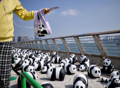 News BIlder des Tages HONG KONG, CHINA - DECEMBER 07: Thousands of giant panda sculptures are displayed at the Avenue of-stock-photo