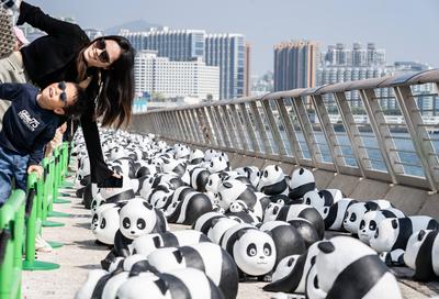 HONG KONG, CHINA - DECEMBER 07: Thousands of giant panda sculptures are displayed at the Avenue of Stars in Tsim Sha Tsu-stock-photo