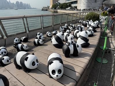 HONG KONG, CHINA - DECEMBER 07: Thousands of giant panda sculptures are displayed at the Avenue of Stars in Tsim Sha Tsu-stock-photo