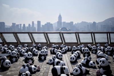 HONG KONG, CHINA - DECEMBER 07: Thousands of giant panda sculptures are displayed at the Avenue of Stars in Tsim Sha Tsu-stock-photo