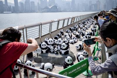 HONG KONG, CHINA - DECEMBER 07: Visitors take photos of thousands of giant panda sculptures displayed at the Avenue of S-stock-photo